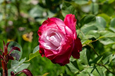bahçede büyüyen güzel pembe güller.