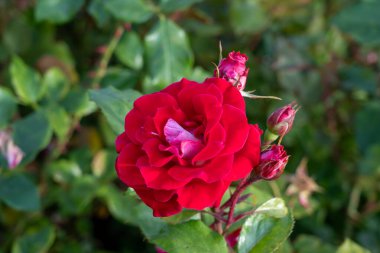 bahçede büyüyen güzel kırmızı gül.