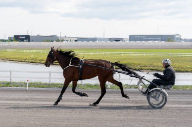 Koşum takımı sürücüsü, 3 Temmuz 2023 'te Calgary, AB, Kanada yakınlarındaki Century Downs Hipodromu' nda bir atla ısınıyor.