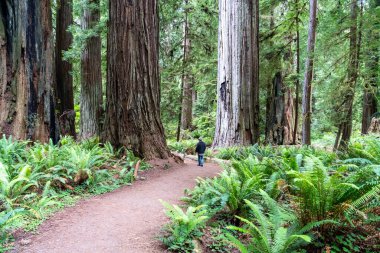 Orick, California, ABD - 13 Haziran 2023: Redwood Ulusal Parkı 'ndaki Prairie Creek Redwood State Park' ında yürüyen bir turist. Orick, Kaliforniya