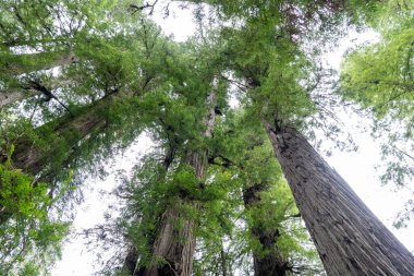 Redwood Ulusal Parkı 'ndaki Prairie Creek Redwood Eyalet Parkı' ndaki yoğun Sekoya Ormanı 'na bakıyoruz. Orick, Kaliforniya