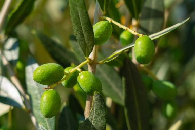 Zeytinlerin yakını görülür. Botanik adı Olea europaea olan zeytin, Oleaceae familyasından küçük bir ağaç türüdür..