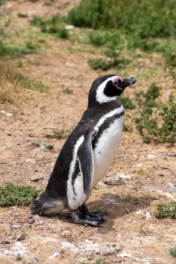 Arjantin, Puerto Madryn yakınlarındaki Punta Tombo Doğa Koruma Alanından Macellan Pengueni arıyor. Macellan penguenleri çeşitli seslendirmeler yaparlar.