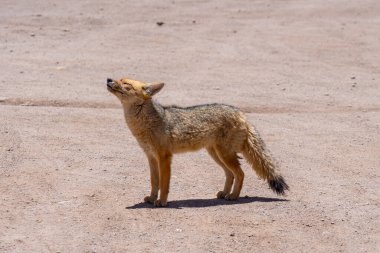 Şili 'deki Ay Vadisi' nde Culpeo Fox. Culpeo zorro, Andean zorro, Andean fox, Paramo wolf, Andean wolf, Andean wolf olarak da bilinir.