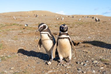 Magdalena Adası, Punta Arenas, Şili 'de duran Macellan Penguenleri.