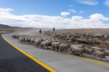 Patagonya, Şili - 6 Şubat 2023: Koyun köpekleri at sırtında iki çobana çiftliğe geri dönmeleri için yardım ediyor, koyunlar Atacama Çölü, Şili 'yi geçen yolda koşuyor..