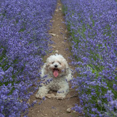 Lavanta çiçekleriyle dolu bir tarlada buldog.