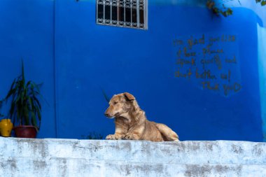 Chefchaouen, Fas - 22 Ekim 2024: Mavi boyanmış bir duvarın önünde el yazısıyla yazılmış bir mesaj ile bir köpek, Fas 'ın başkenti Chefchaouen' de turistlere hızlı bir şekilde konuşmalarını hatırlatıyor..