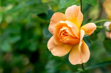 Bahçedeki Güzel Sarı Gül 'ün Yakın Çekimi