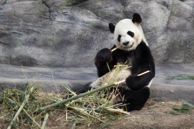 Hayvanat bahçesinde tatlı panda, vahşi yaşam 