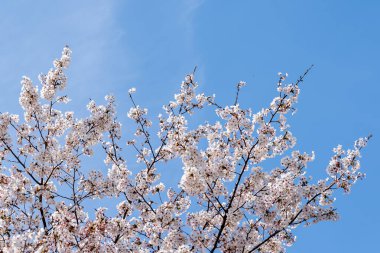 kiraz çiçeği çiçek mavi gökyüzü karşı