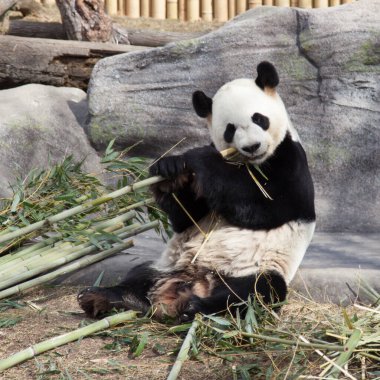 Toronto, Kanada - 12 Mart 2016: Toronto Hayvanat Bahçesi 'nde bambu yiyen dev panda Da Mao.