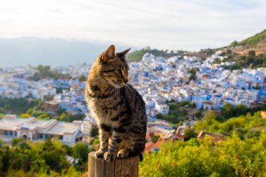 Bulanık arka planda Blue City 'li bir kedi. Şef Chaouen, Fas, Afrika. Şef Mavi Şehir olarak bilinir ve birçok kediye ev sahipliği yapar..