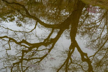 Suda büyük bir ağaç yansıması