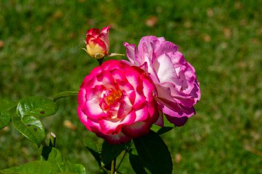 Bahçedeki Bayan Cazibeli Büyük Çiçek Gülleri. Kaliforniya, Birleşik Devletler