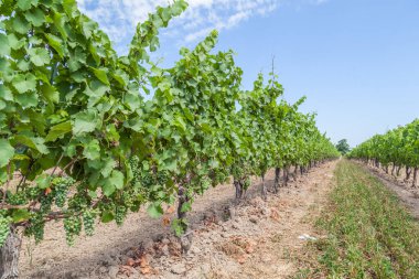 Büyüyen üzümlerle dolu uzun bir üzüm bağı.