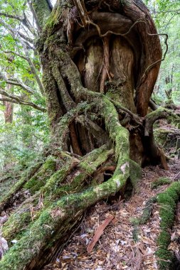 Shiratani Unsuikyo Ravine ilkbaharda, Shiratani Unsuikyo Yakushima 'da, Japonya' nın Kagoshima şehrinde yemyeşil bir doğa parkı. Orman, eğrelti otları ve yosunlar gibi yemyeşil, eşsiz yer bitkileriyle kaplıdır..