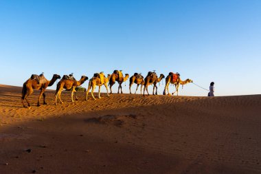 Merzouga, Morocco - October 29, 2024: A camel driver leading camels in Sahara Desert in Morocco, Africa. clipart