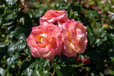 Day Breaker Floribunda Rose in a garden. California, United States - June, 2023. clipart