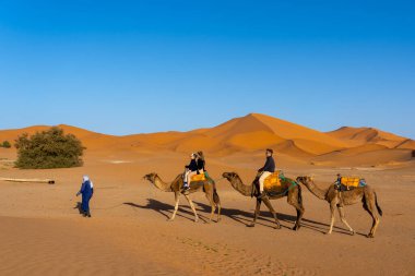 Merzouga, Morocco - October 28, 2024: Tourists experiencing Camel Riding in the Sahara Desert in Morocco, Africa. clipart