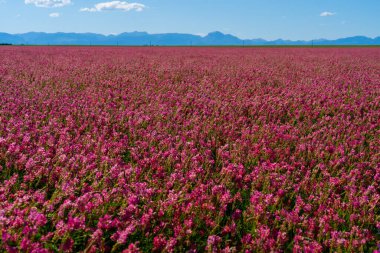 Pink color Sainfoin field with Mountain Range in the background in Montana, USA. Sainfoin (Onobrychis viciifolia Scop.) is a perennial cool-season legume used for forage production. clipart