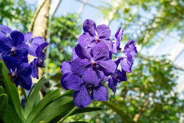 Close up of purple Vanda orchid flowers in the greenhouse clipart