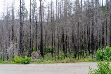 Kuzey Kaliforniya, ABD 'de orman yangınından sonra yanan ağaçlar.