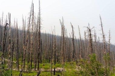Alberta, Kanada 'da orman yangınından sonra yanmış ölü ağaçlar..