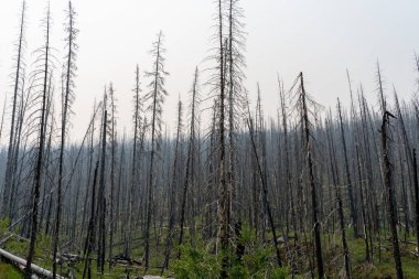Alberta, Kanada 'da orman yangınından sonra yanmış ölü ağaçlar..