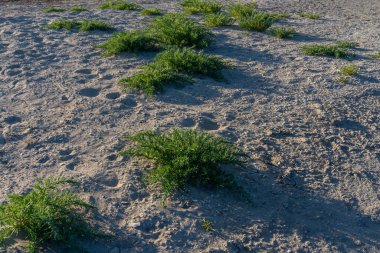 The green grass at the beach on the southern shore of the Great Salt Lake near The Great Saltair Concert hall in Magna, UT, United States. clipart