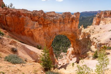 Bryce Canyon Ulusal Parkı, Güney Utah, ABD, 3 Haziran 2023. Bryce Canyon Ulusal Parkı, koyu kırmızı kabadayılarıyla tanınır. Bunlar ilmik şekilli kaya oluşumlarıdır..