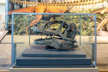 Jensen, Utah, ABD - 16 Mayıs 2023: Gerçek bir Allosaurus fragilis kurukafa DINO 2560 Dinozor Ulusal Anıtı 'ndaki Taş Ocağı Sergi Salonu' nda sergilenmektedir, Jensen, Utah, ABD.