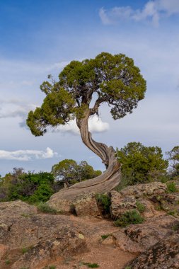 Birleşik Devletler, Colorado, Montrose yakınlarındaki Gunnison Ulusal Parkı 'nın Kara Kanyonu' ndaki Dragon Point 'te bükülmüş bir ardıç ağacı gövdesi..