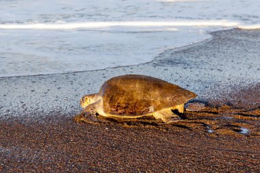 Bir zeytinli deniz kaplumbağası (Lepidochelys olivacea), kaplumbağa yuvalanma faaliyetlerinden biri olan Kosta Rika 'daki Ostional Vahşi Yaşam Sığınağı' nda sabah kumsala yumurtladıktan sonra denize döner.. 