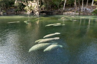 Florida Manatee (Trichechus manatus latirostris) sürüsü, ABD 'nin Florida kentindeki Blue Spring State Park' taki kristal berrak kaynak suyunda yüzüyor.