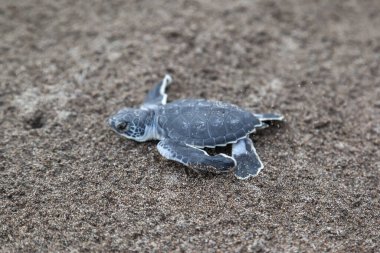 Yavru yeşil kaplumbağa (Chelonia mydas) Kosta Rika 'da bir ayak izinin yanında sahilde sürünüyor..