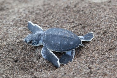 Yavru yeşil kaplumbağa (Chelonia mydas) Kosta Rika 'da bir ayak izinin yanında sahilde sürünüyor..
