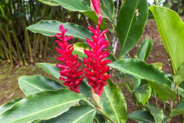 Kosta Rika 'da kızıl (Alpinia purpurata) çiçeğine yakın durun..
