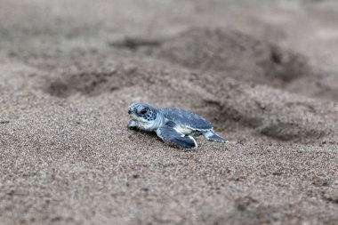 Yavru yeşil kaplumbağa (Chelonia mydas) Kosta Rika 'da bir ayak izinin yanında sahilde sürünüyor..