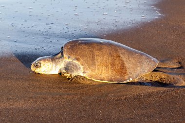 Bir zeytinli deniz kaplumbağası (Lepidochelys olivacea), kaplumbağa yuvalanma faaliyetlerinden biri olan Kosta Rika 'daki Ostional Vahşi Yaşam Sığınağı' nda sabah kumsala yumurtladıktan sonra denize döner.. 