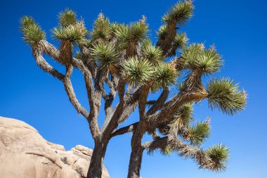 Cactus in Cholla Garden in Joshua Tree Ulusal Parkı, CA, USA