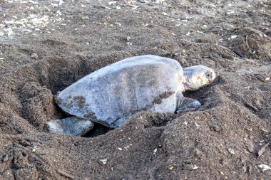 Bir zeytin bilmecesi (Lepidochelys olivacea) kaplumbağa, kaplumbağa yuvası aktivitelerinden biri olan Kosta Rika 'daki Ostional Vahşi Yaşam Sığınağı' nda yumurta arayan hayvanların kafasını karıştırmak için yumurtladıktan sonra sahte yuvaları kazıyor.