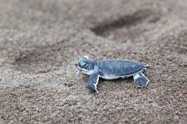 Yavru yeşil kaplumbağa (Chelonia mydas) Kosta Rika 'da bir ayak izinin yanında sahilde sürünüyor..