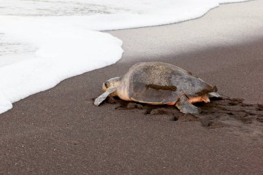 Bir zeytin bilmecesi (Lepidochelys olivacea) kaplumbağa, kaplumbağa yuvası aktivitelerinden biri olan Kosta Rika 'daki Ostional Vahşi Yaşam Sığınağı' nda yumurta arayan hayvanların kafasını karıştırmak için yumurtladıktan sonra sahte yuvaları kazıyor.