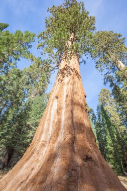 Dev Sekoya ağaçları Sequoia National Park, Kaliforniya, ABD