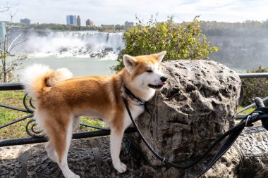 Arka planda Niagara 'lı bir köpek var.