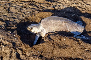 Bir zeytin bilmecesi (Lepidochelys olivacea) kaplumbağa, kaplumbağa yuvası aktivitelerinden biri olan Kosta Rika 'daki Ostional Vahşi Yaşam Sığınağı' nda yumurta arayan hayvanların kafasını karıştırmak için yumurtladıktan sonra sahte yuvaları kazıyor.