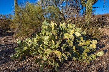 Arizona, Saguaro Ulusal Parkı 'ndaki Engelli Armut kaktüsünün (Opuntia engelmannii) kapanışı