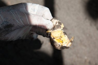 Limon, Kosta Rika - 2 Ekim 2018: Kosta Rika 'daki Tortuguero Ulusal Parkı' nda yumurtadan çıkma başarısını araştırmak için araştırma yardımı ile toplanan yumurtadan çıkmamış kaplumbağa yumurtasına yakın çekim.