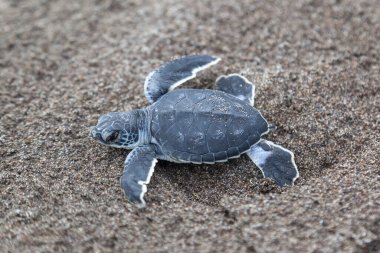 Yavru yeşil kaplumbağa (Chelonia mydas) Kosta Rika 'da bir ayak izinin yanında sahilde sürünüyor..